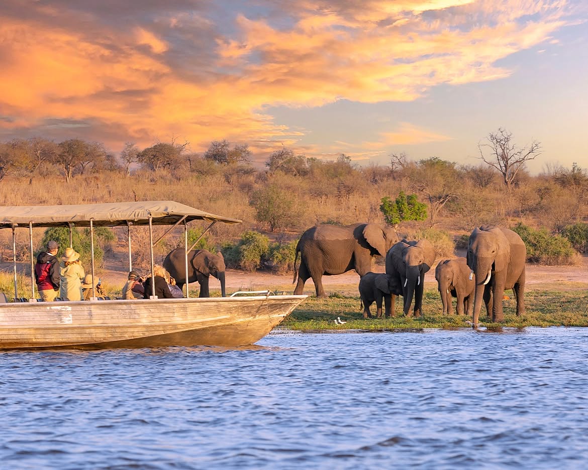 An African elephant cooling off at the Chobe River in Botswana